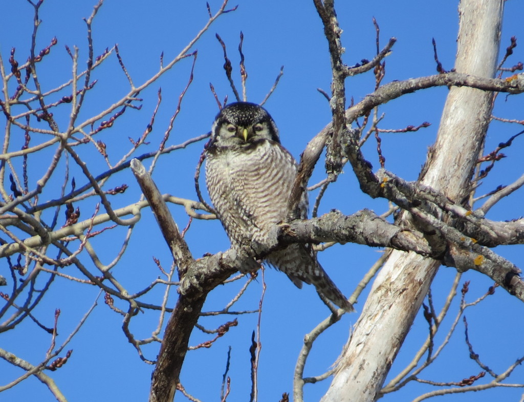 Northern Hawk Owl