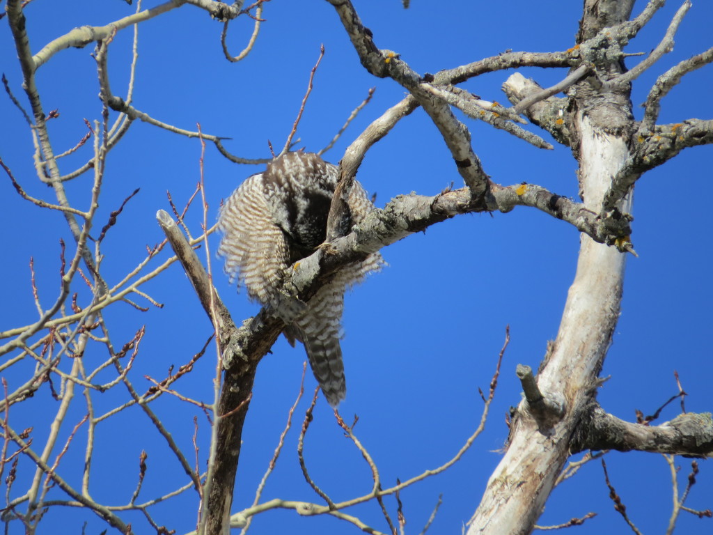 Northern Hawk Owl