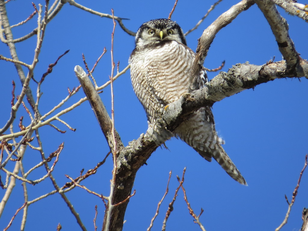 Northern Hawk Owl