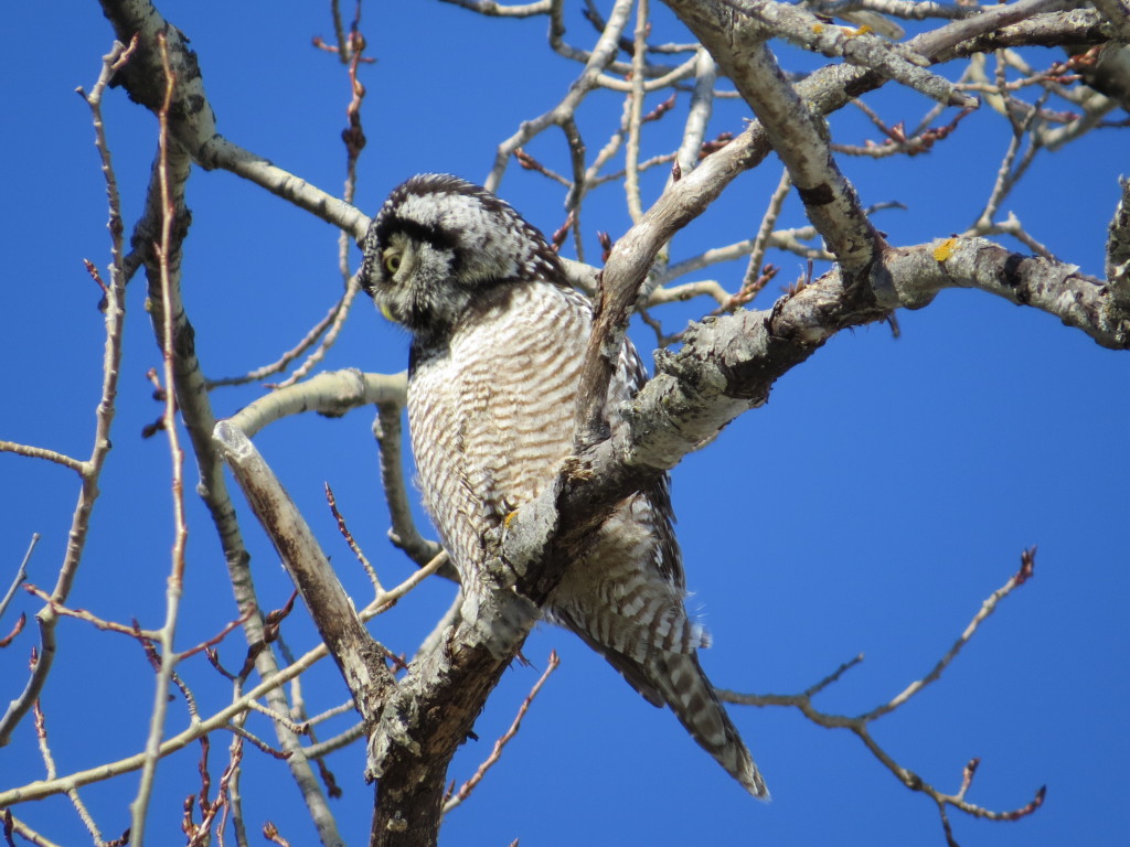 Northern Hawk Owl