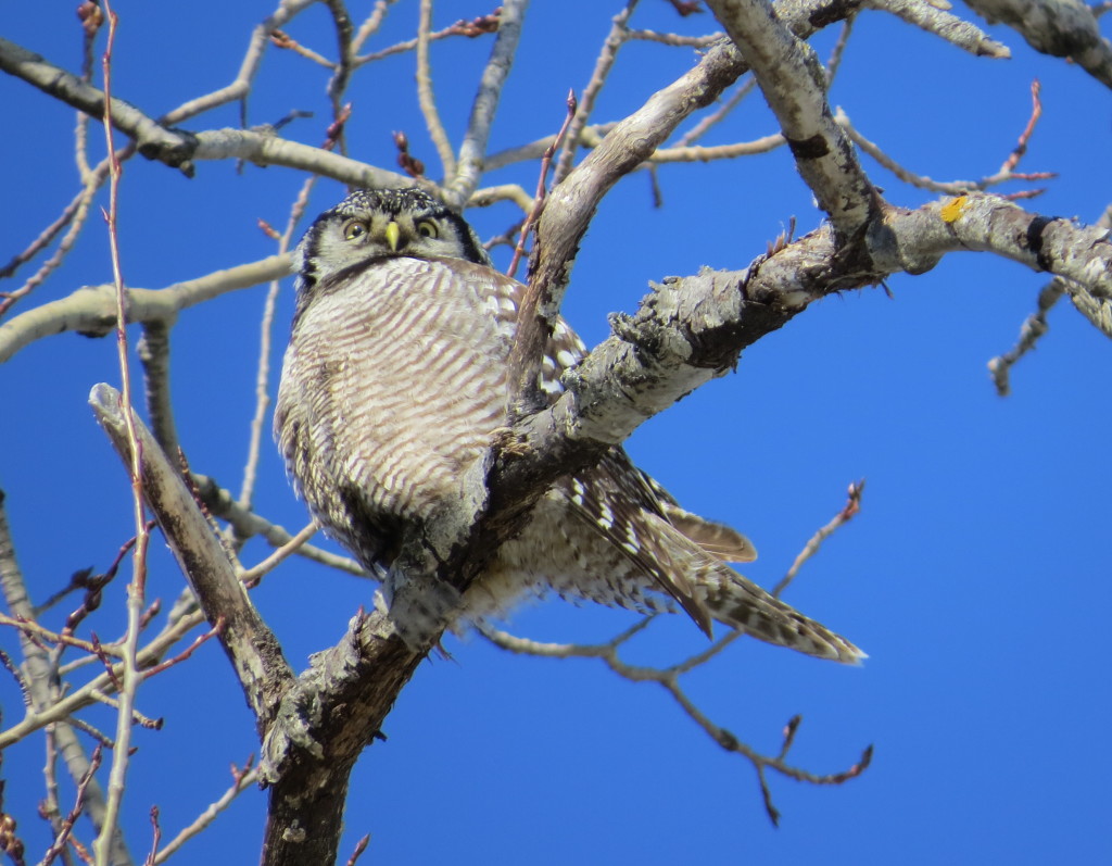 Northern Hawk Owl