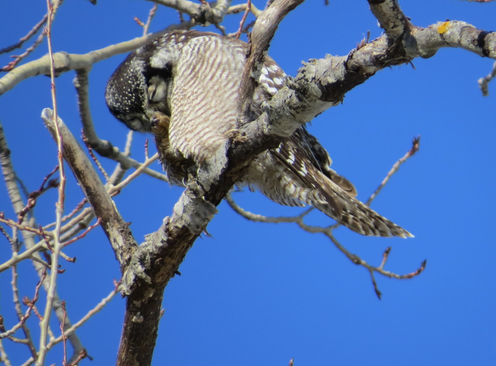 Northern Hawk Owl