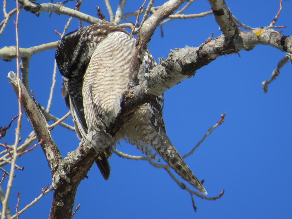 Northern Hawk Owl