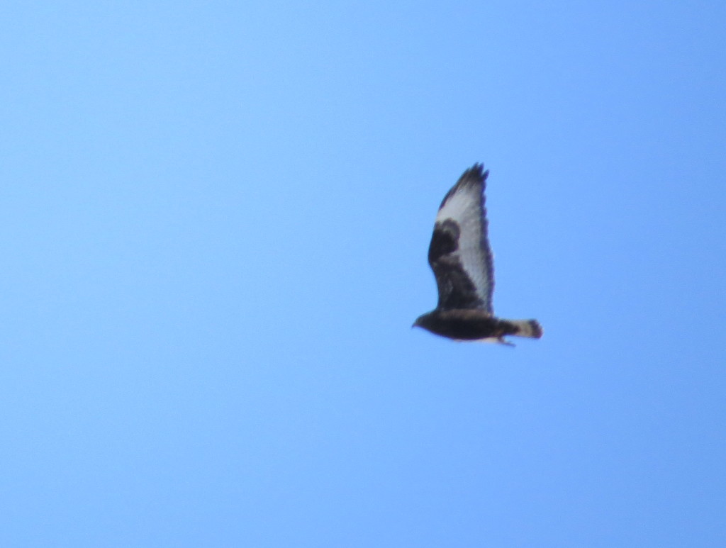 Rough-legged Hawk