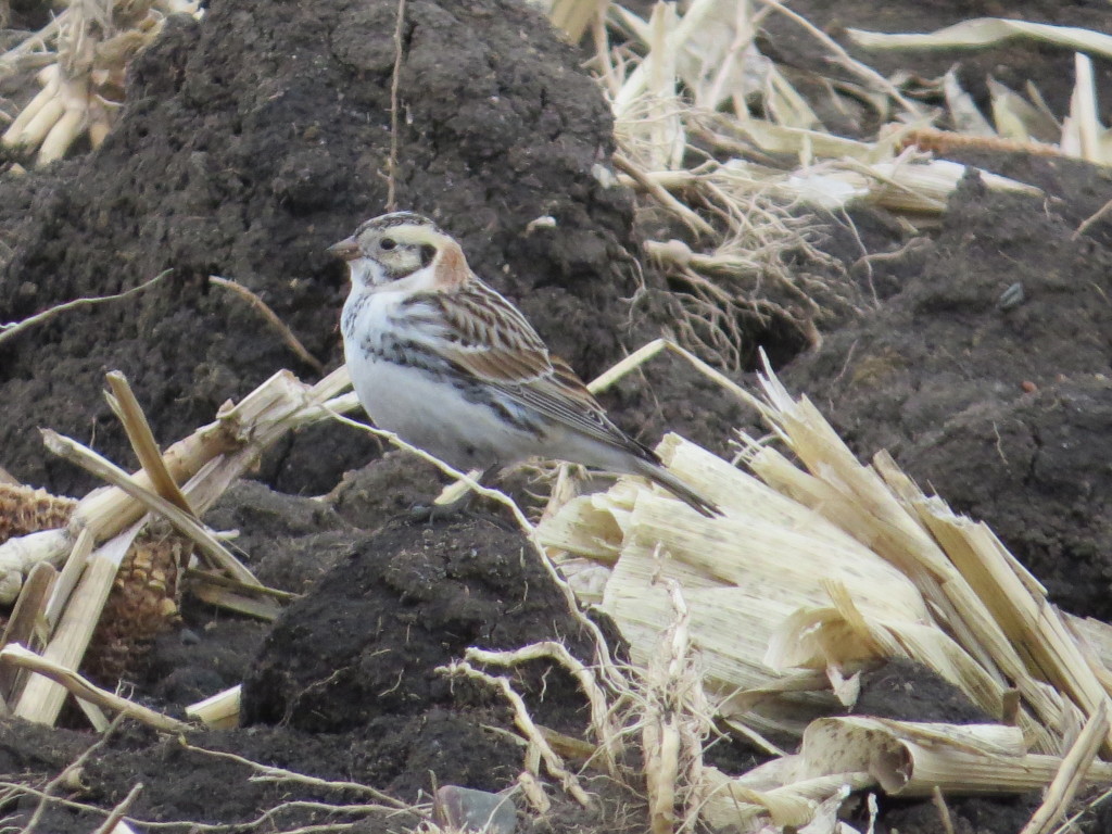 Lapland Longspur