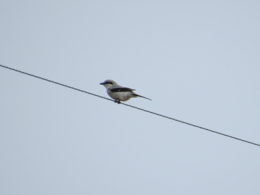 Northern Shrike