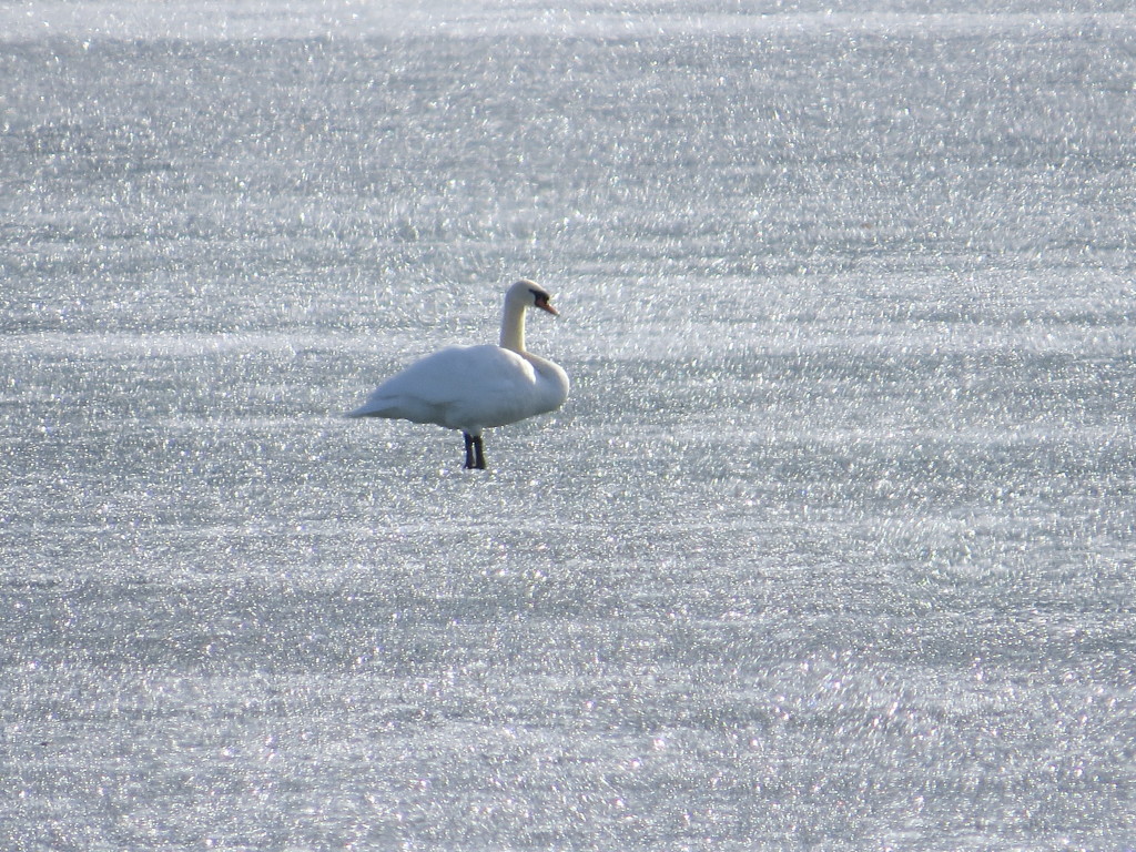 Mute Swan