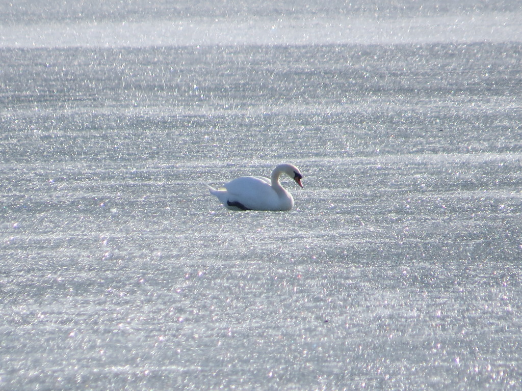 Mute Swan