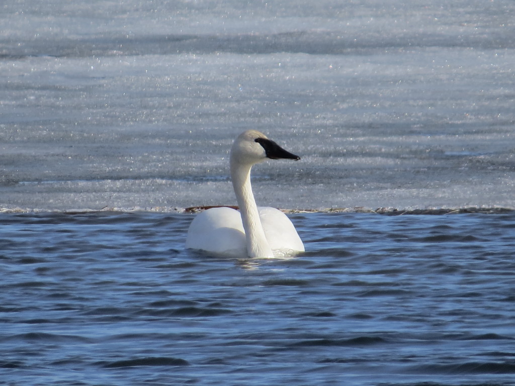 Trumpeter Swan