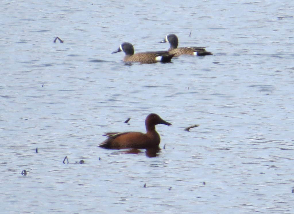 Cinnamon Teal