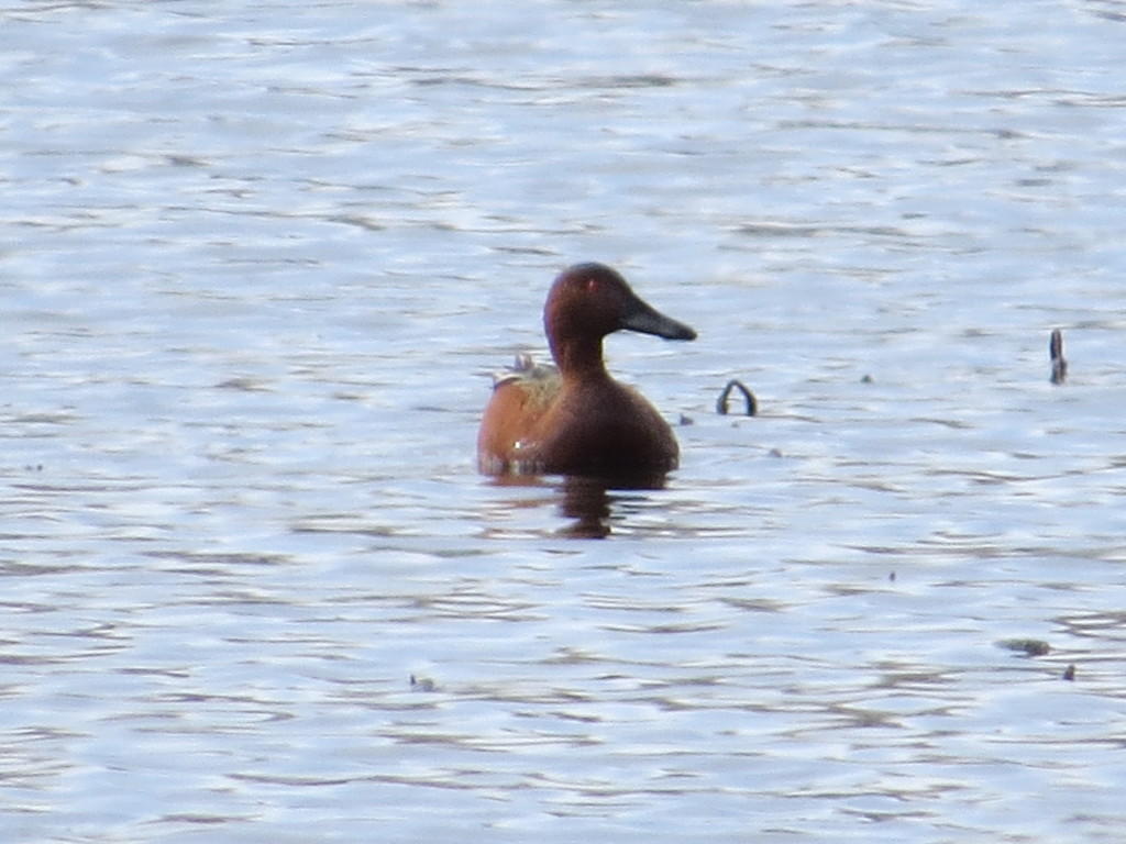 Cinnamon Teal