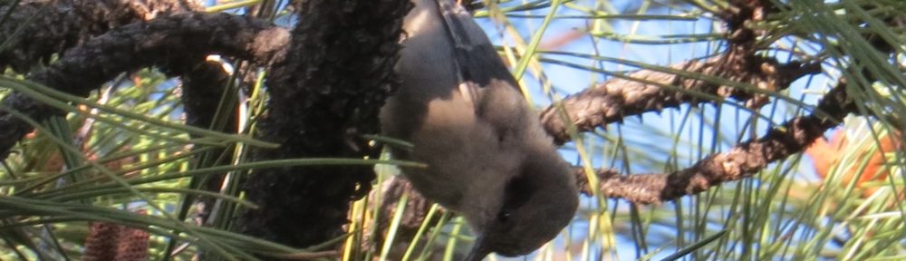 Pygmy Nuthatch