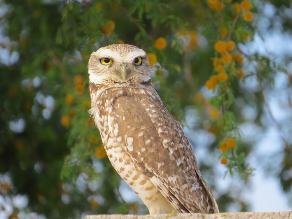 Burrowing Owl