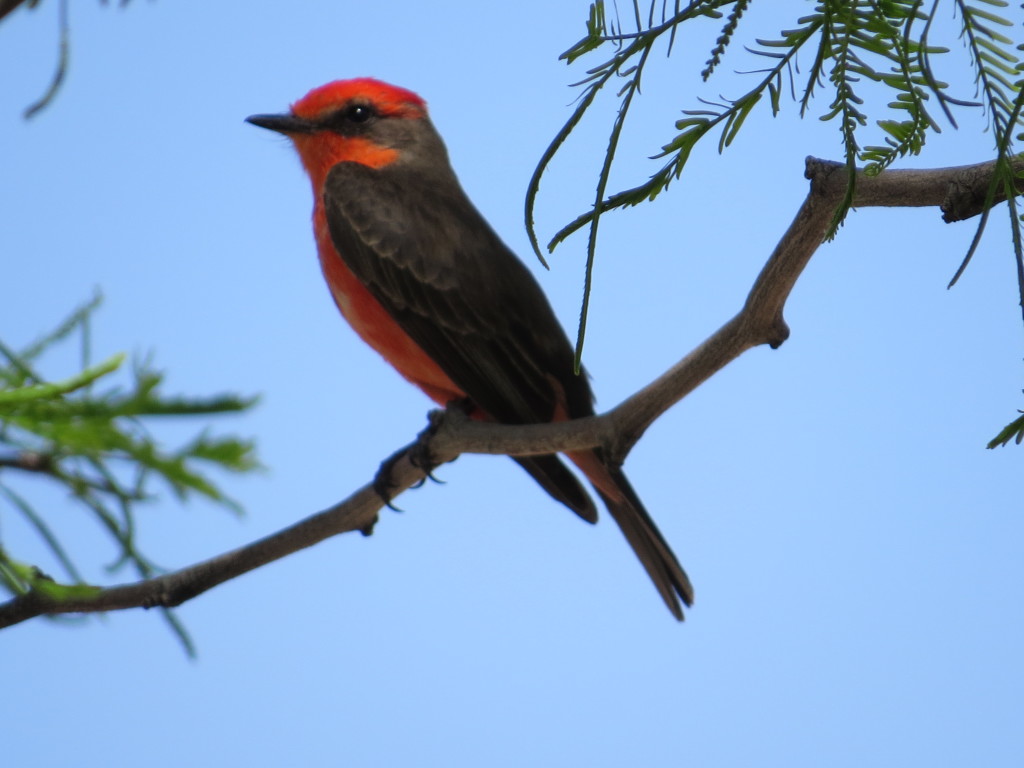 Vermilion Flycatcher