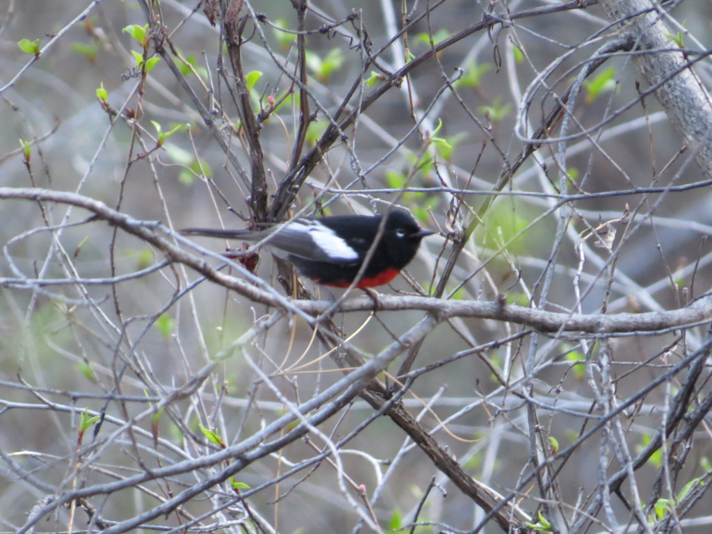 Painted Redstart