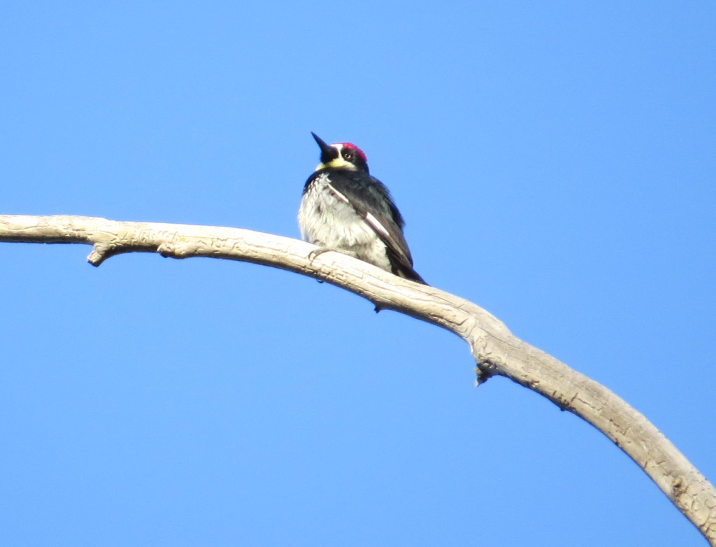 Acorn Woodpecker