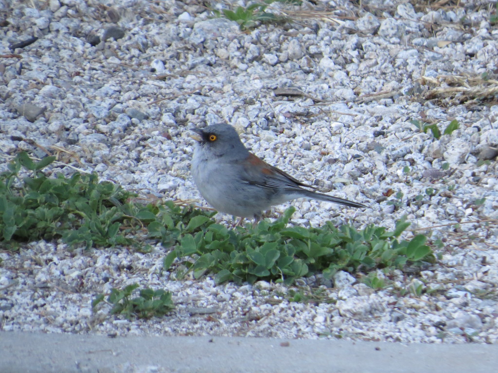 Yellow-eyed Junco