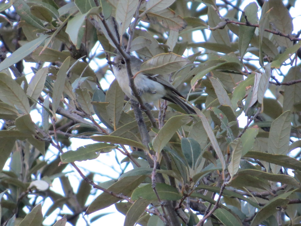 Hutton's Vireo