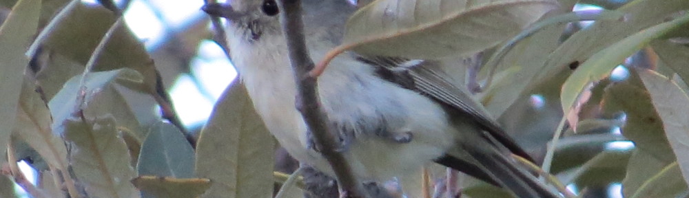 Hutton's Vireo