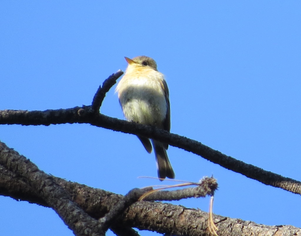 Buff-breasted Flycatcher