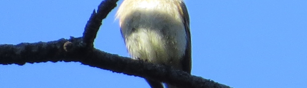 Buff-breasted Flycatcher