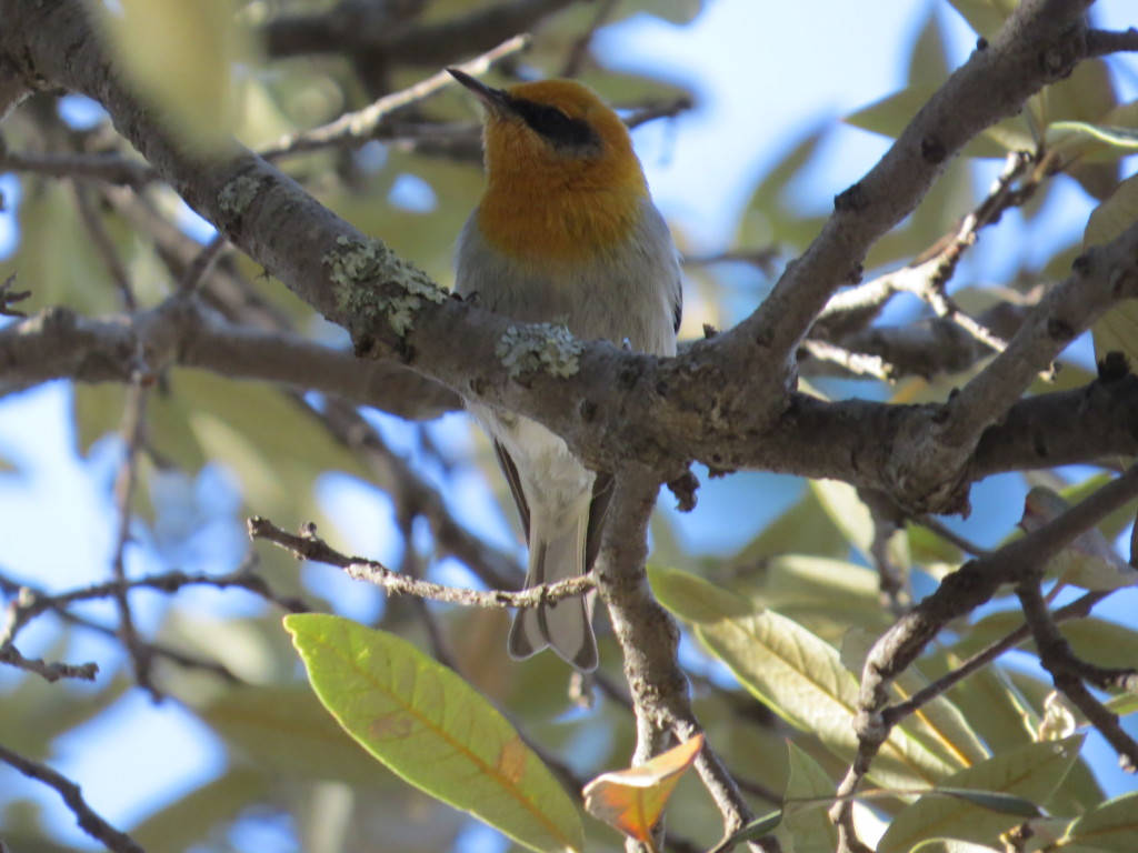 Olive Warbler