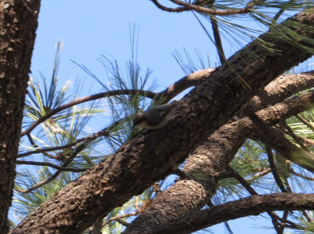 Pygmy Nuthatch