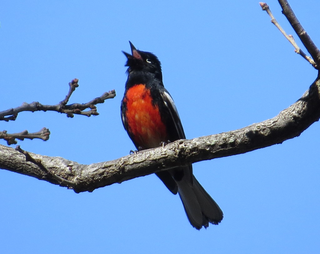 Painted Redstart