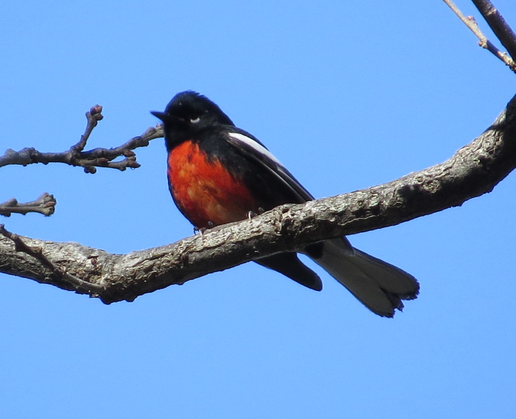 Painted Redstart