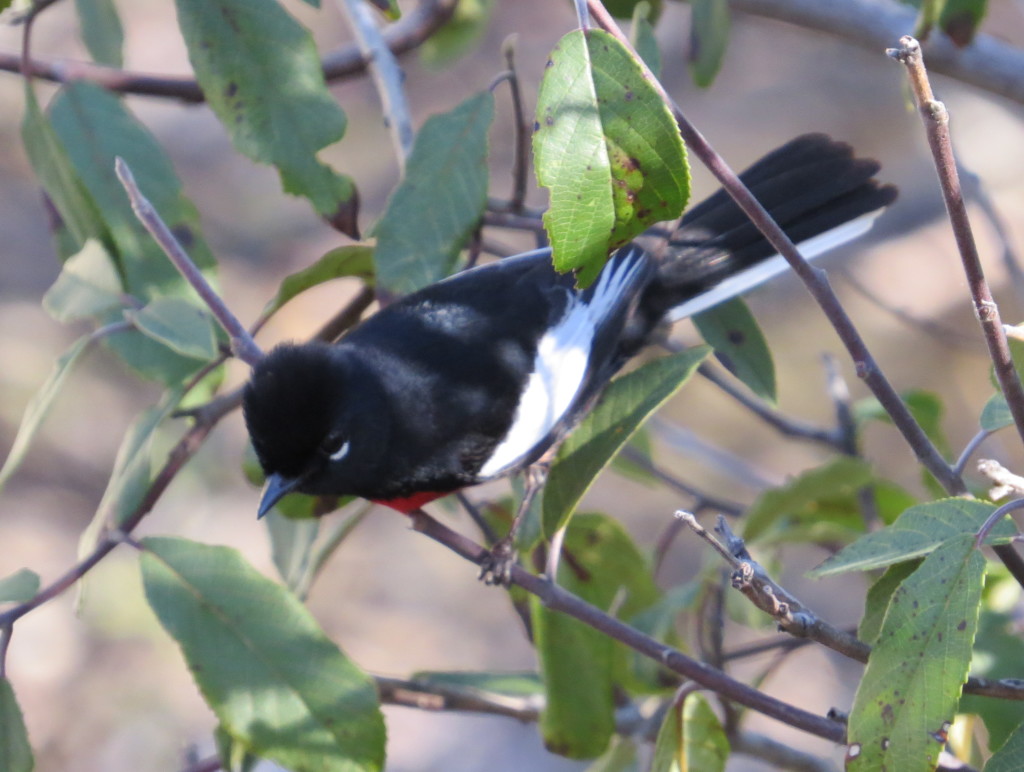 Painted Redstart