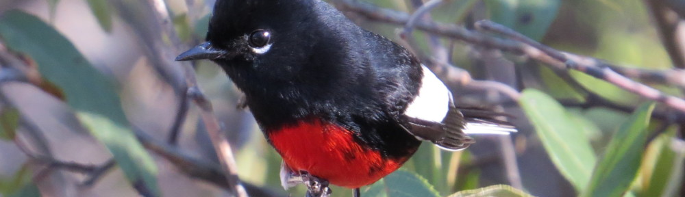 Painted Redstart