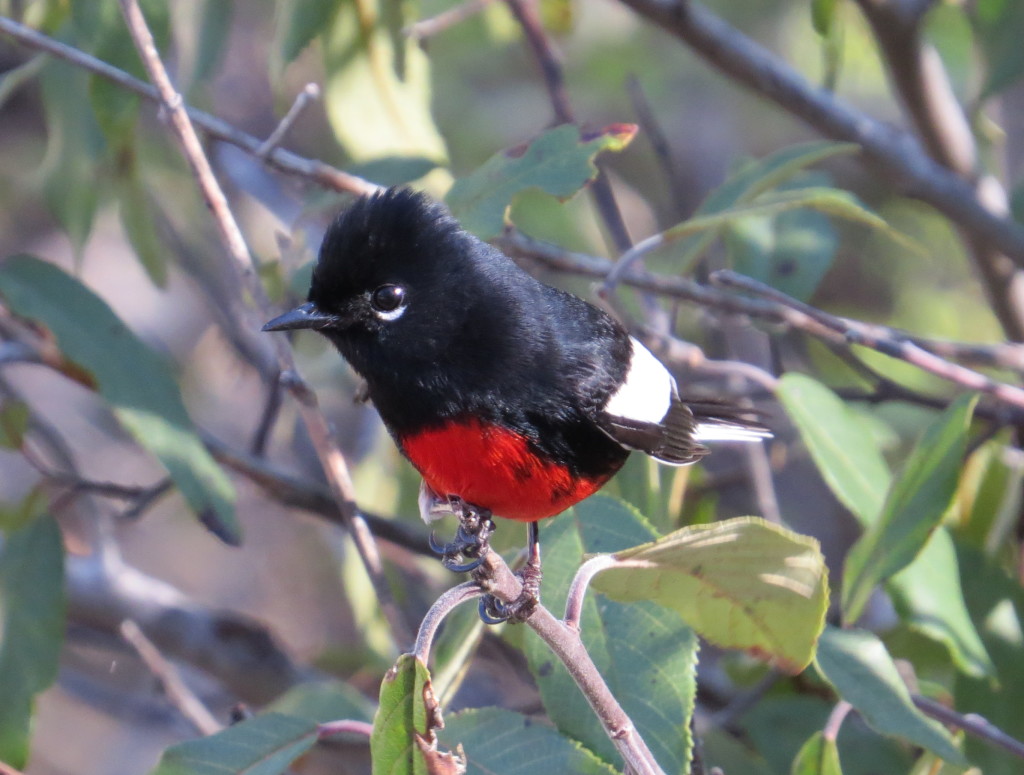 Painted Redstart