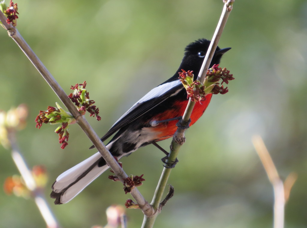 Painted Redstart