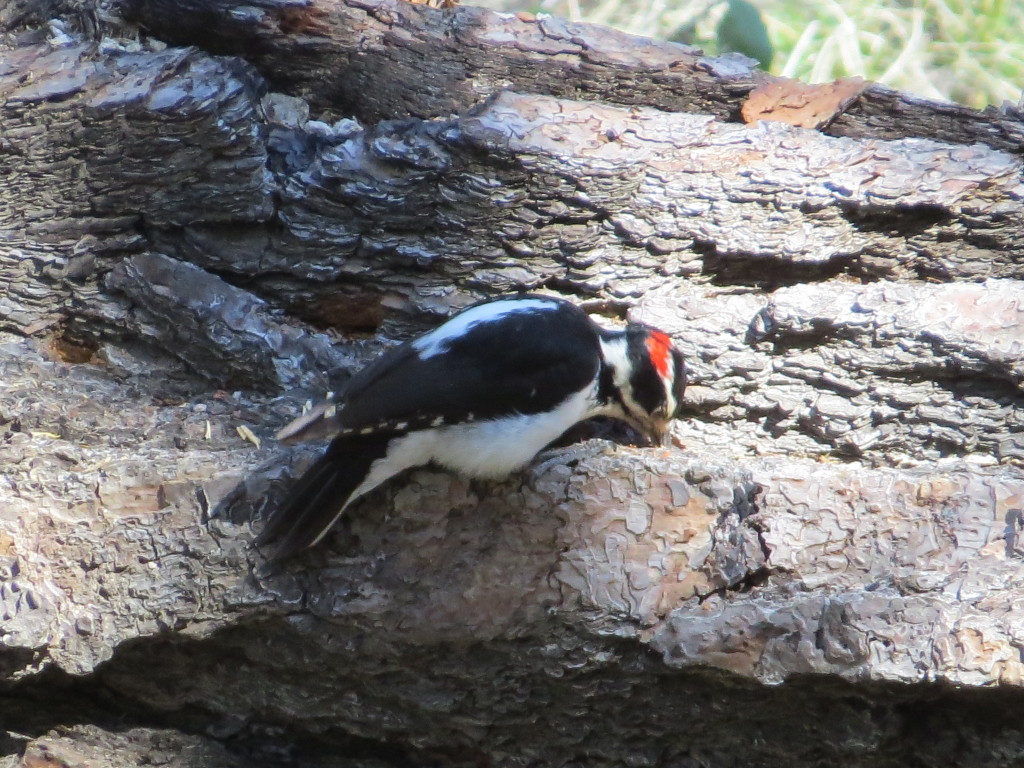 Hairy Woodpecker