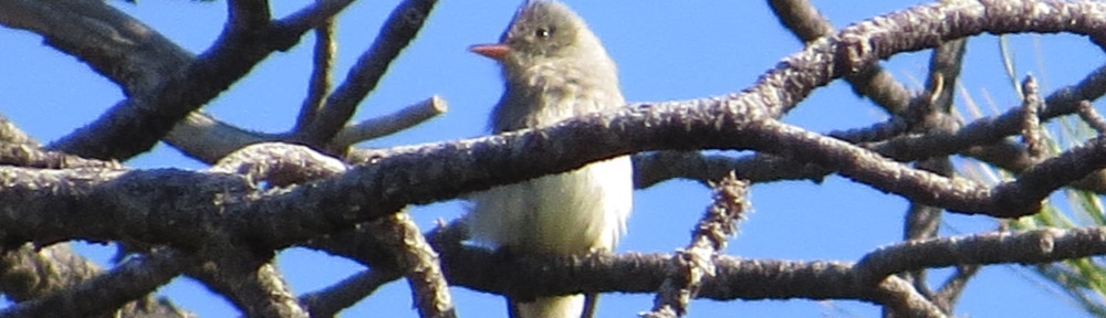 Greater Pewee