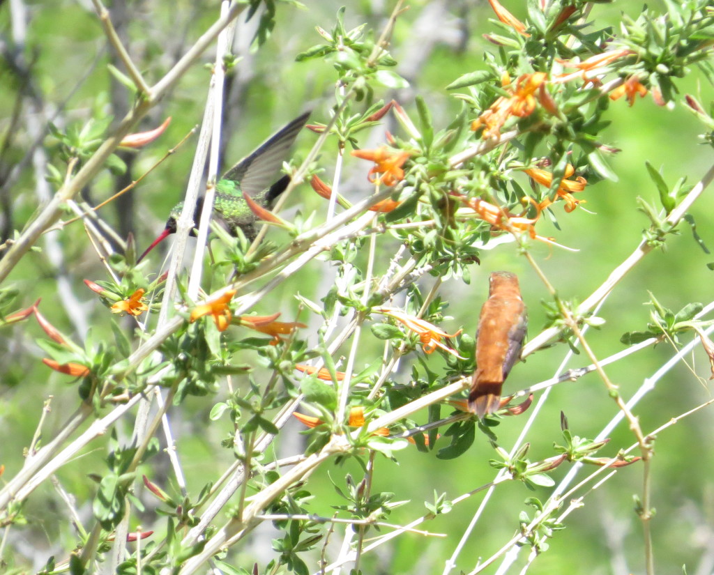 Rufous Hummingbird Broad-billed Hummingbird