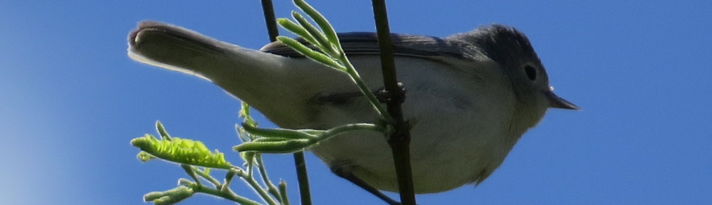 Lucy's Warbler