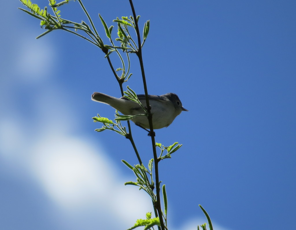 Lucy's Warbler