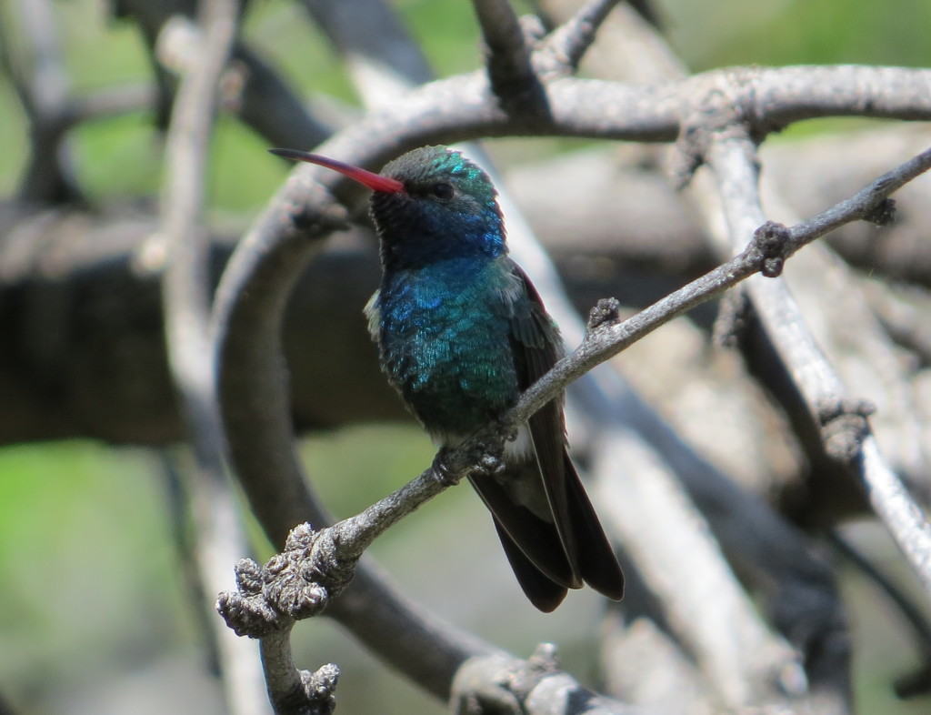 Broad-billed Hummingbird