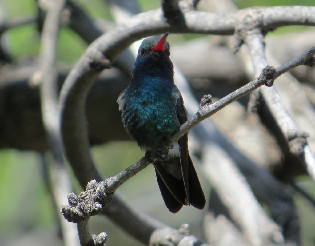 Broad-billed Hummingbird