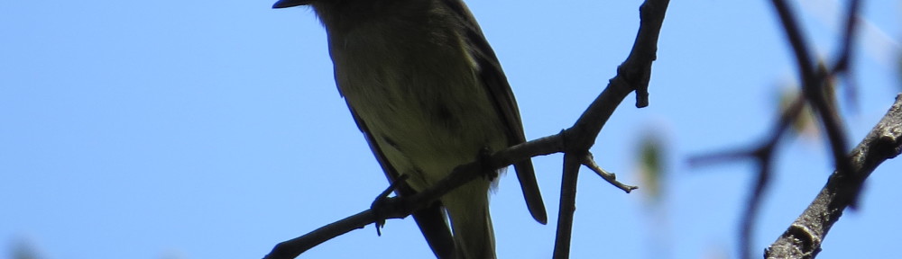 Dusky Flycatcher