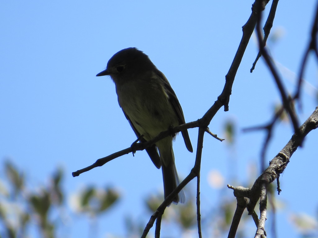 Dusky Flycatcher