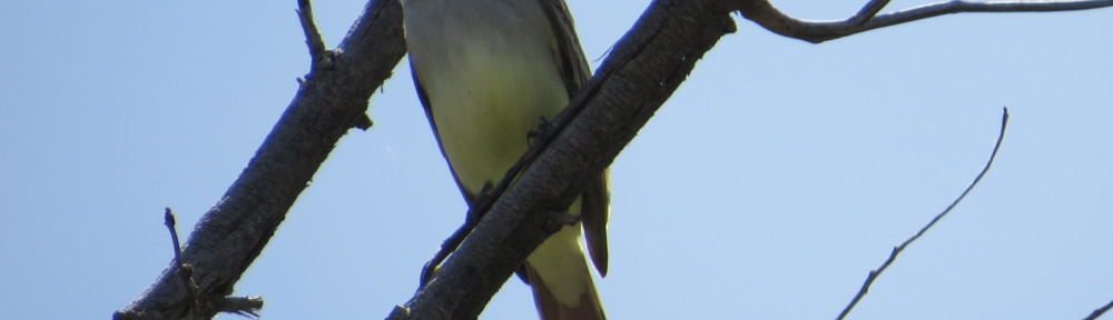 Ash-throated Flycatcher