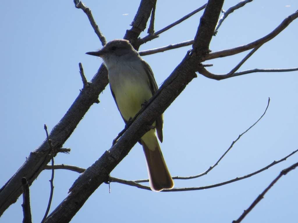 Ash-throated Flycatcher