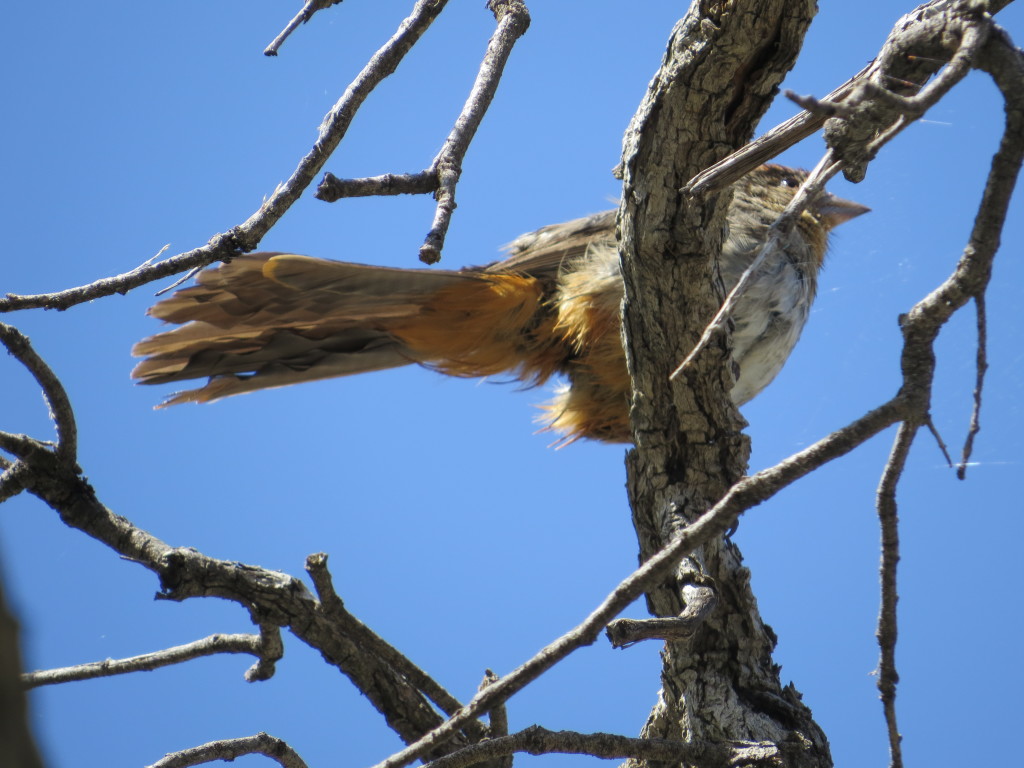 Canyon Towhee