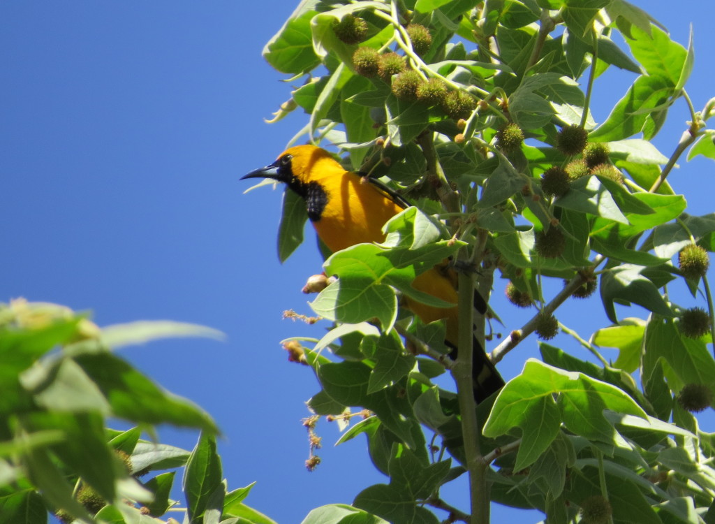 Hooded Oriole