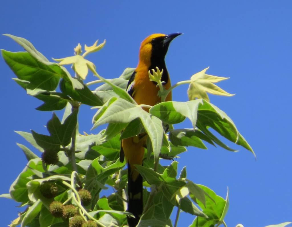 Hooded Oriole