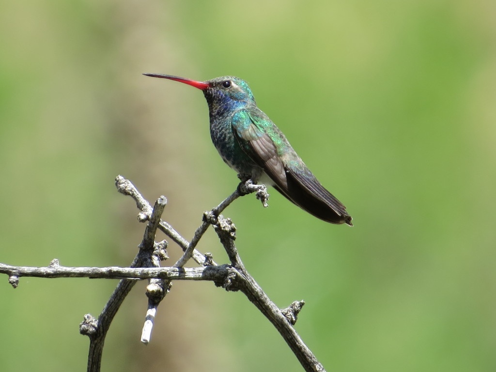 Broad-billed Hummingbird