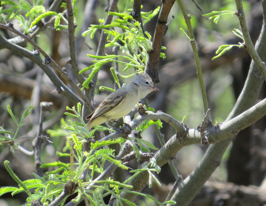 Northern Beardless-Tyrannulet