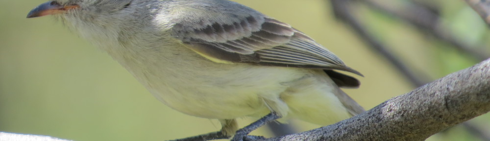 Northern Beardless-Tyrannulet